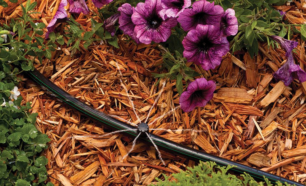 Drip irrigation system in a garden. 