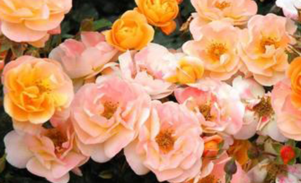 Knock Out Roses Bring Season-Long Blooms to Your Garden - The Home Depot