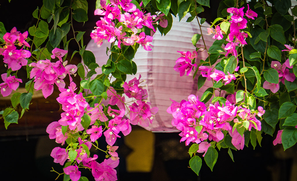 Know and Grow These Flowering Tropical Vines - The Home Depot