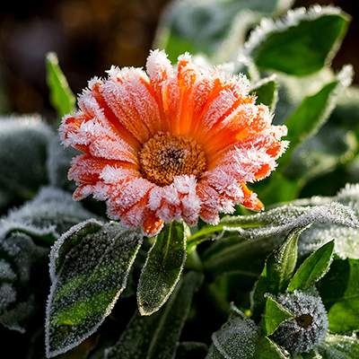 Landscape and Garden Tips: How to Prep for and Recover From Winter Storms