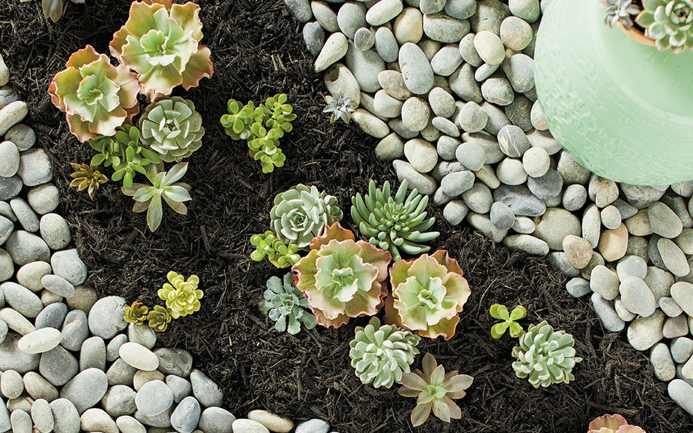 Mexican beach pebbles bordering a succulent planting bed