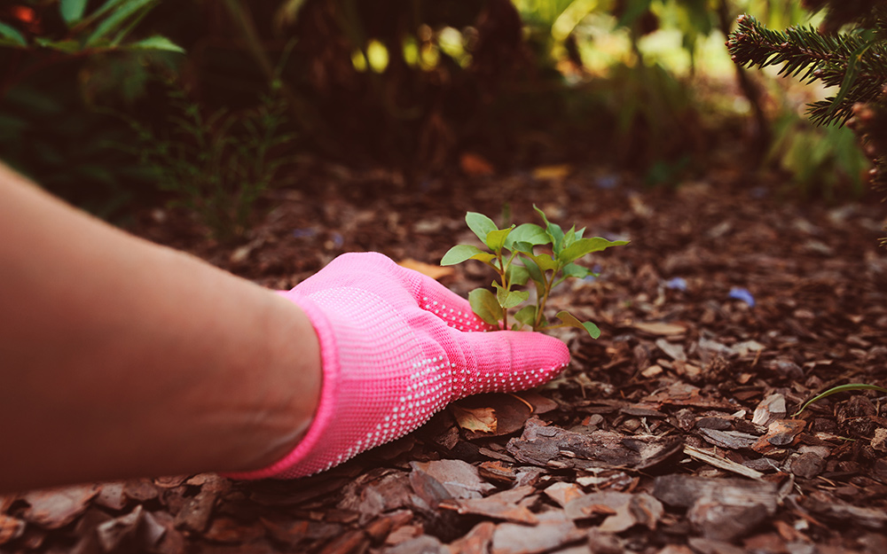 Hand removing a weed from mulch