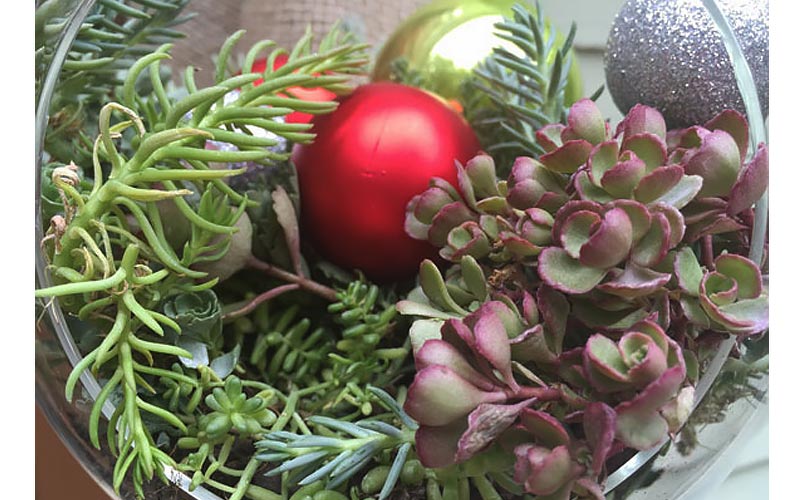 Terrarium Filled with Succulents and Ornaments