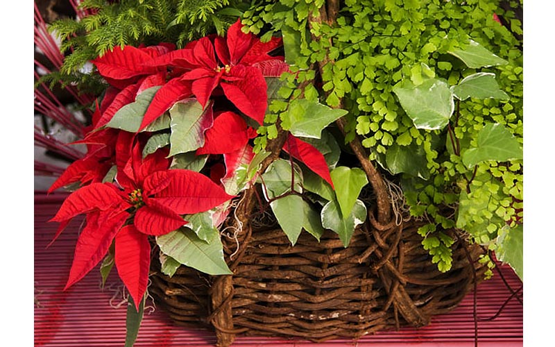 Punch up the Decor with Poinsettias