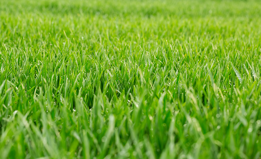 Green grass growing in a yard.