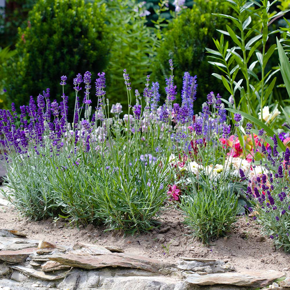 Grow Lavender in Your Herb Garden - The Home Depot