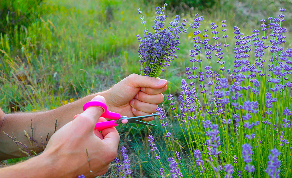 Grow Lavender in Your Herb Garden - The Home Depot