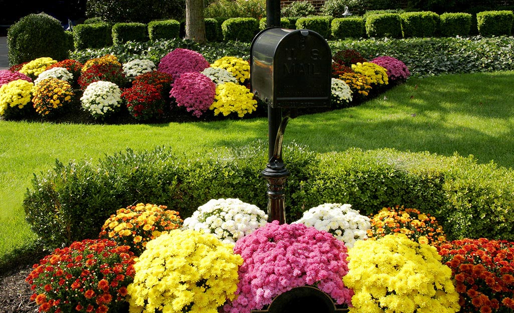 Colorful mums planted by a mailbox