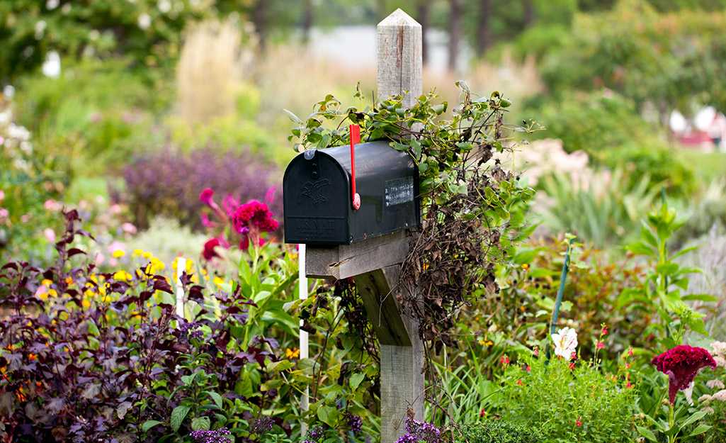 A variety of flowers surround a mailbox
