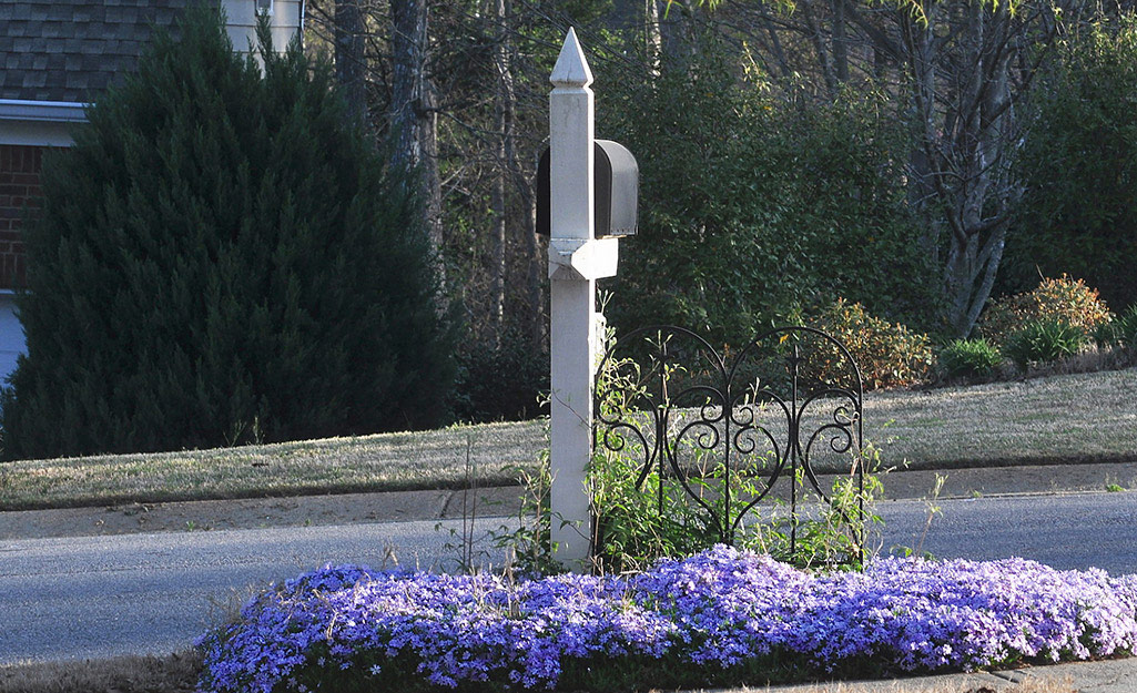 Purple flowers by a mailbox