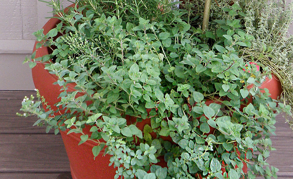 A mature oregano plant in a planter on a porch.