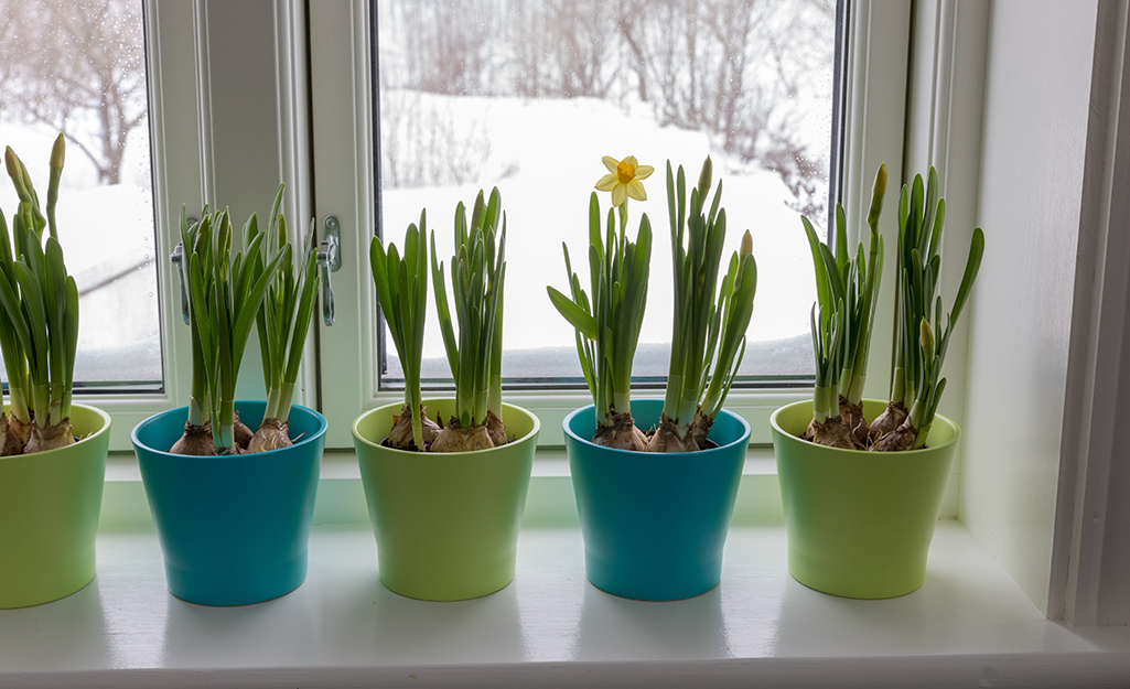Plants in pots in front of a window with snow outside