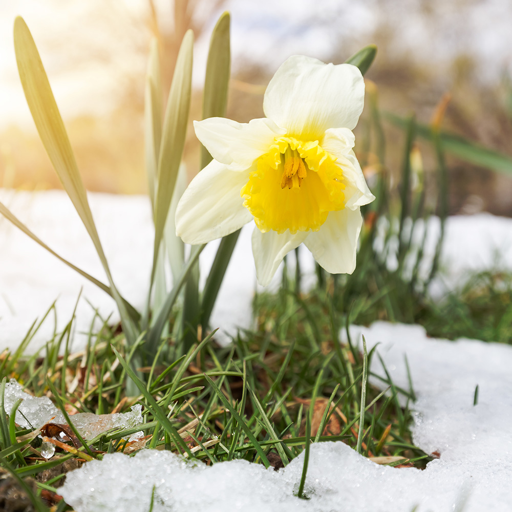 A yellow and white flower blooming in snow