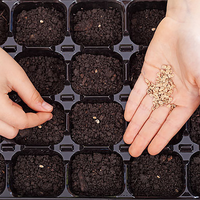 Mind These Do’s and Don’ts When Starting Seeds