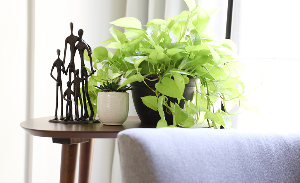 A green plant on an end table next to a neutral sofa.