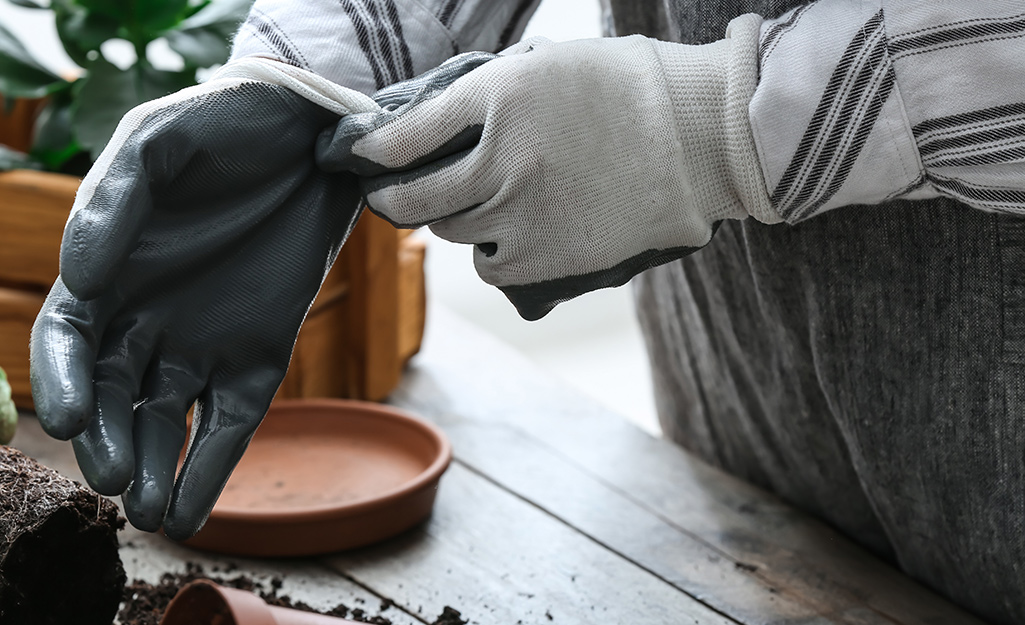 Someone putting on gardening gloves to protect against Monstera plant toxicity.