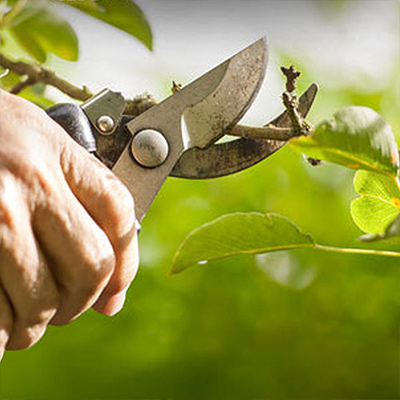 When to Prune Fruit Trees