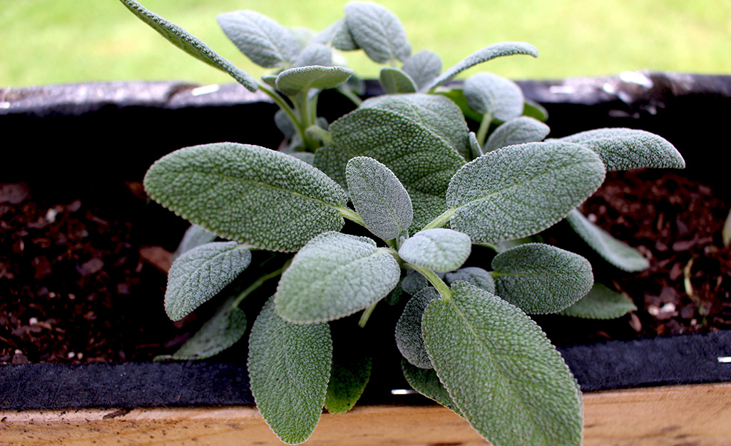 Sage produces essential oils that drive off mosquitoes.