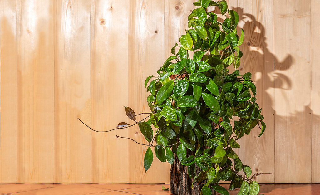 Hoya in a container against a wooden wall backdrop.