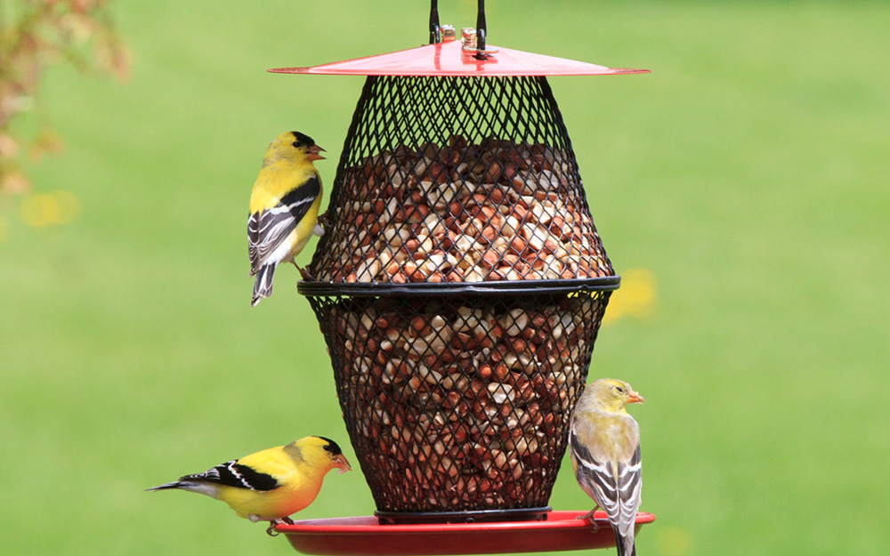 Birds sitting on a bird feeder filled with seeds.