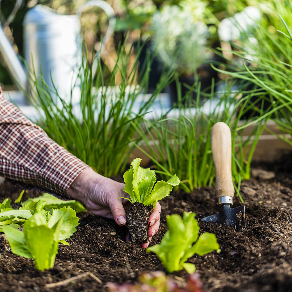 An organic garden.