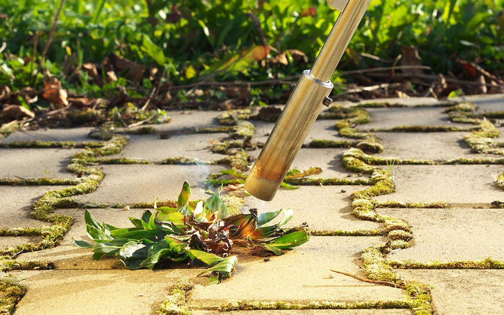 Someone killing weeds on a stone path with a flame weeder.