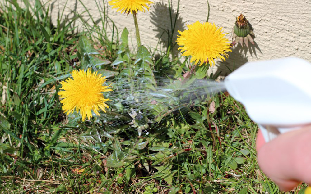 Person spraying lawn weeds with an organic weed killer.