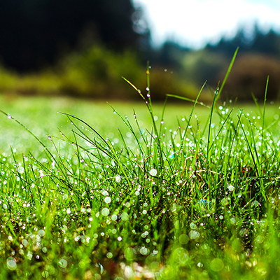 Top 5 Questions about Lawn Care