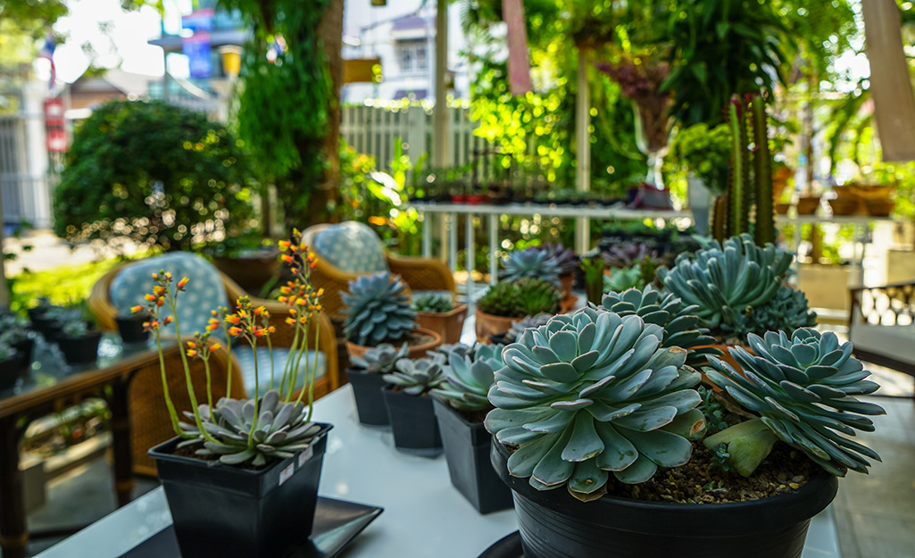 Pots of succulents on a patio table