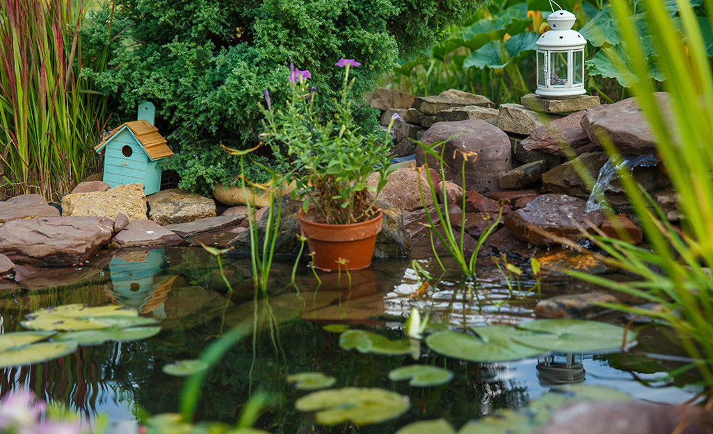 A pond with aquatic plants, a lantern and a bird feeder in a backyard setting.
