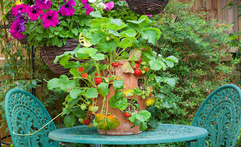 A strawberry jar planted with strawberries with a turquoise bistro set.