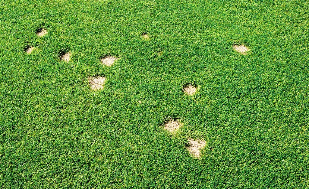 A green lawn showing several bare spots.