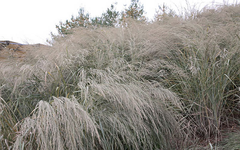 Switchgrass Switchgrass