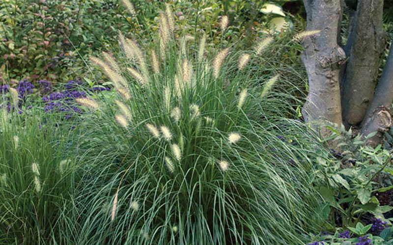 Hameln Fountain Grass Hameln Fountain Grass