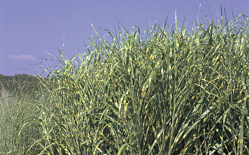 Zebra Grass Zebra Grass