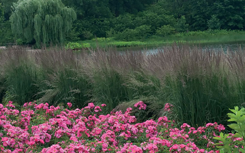 Feather Reed Grass Feather Reed Grass