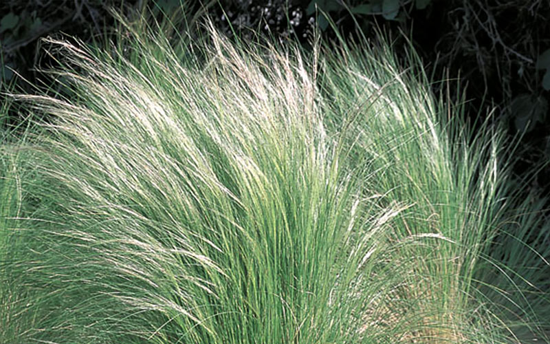 Mexican Feather Grass Mexican Feather Grass