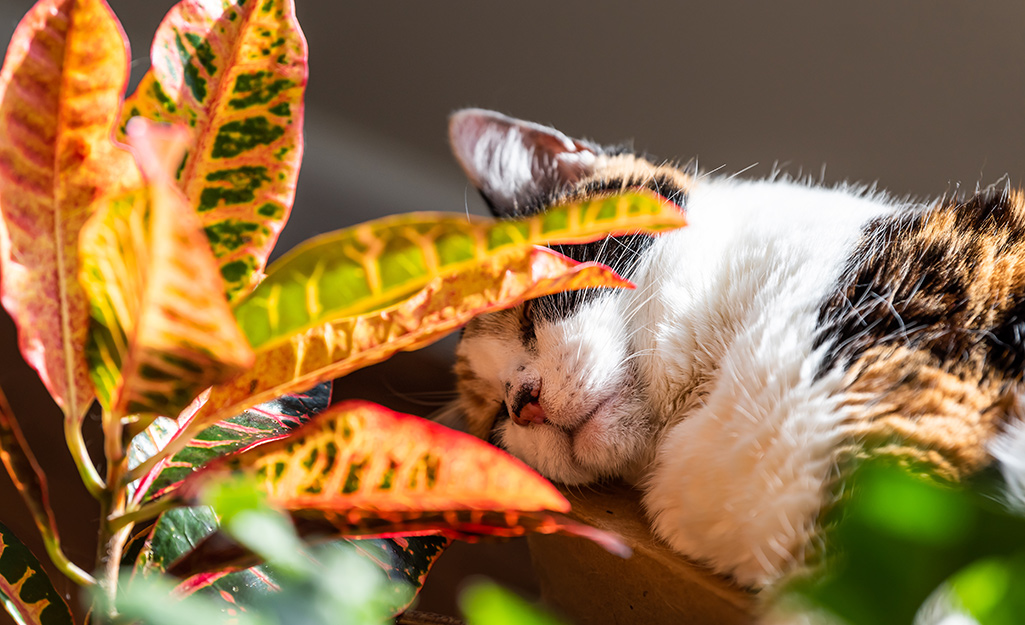 A cat rubs against the leaves of a house plant.