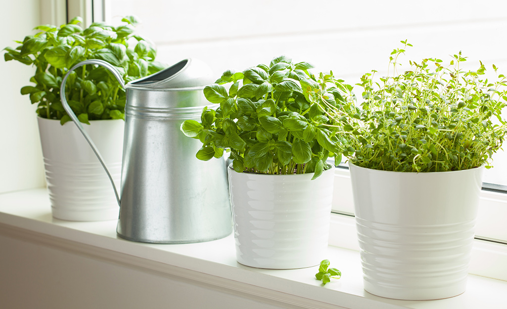 A picture of potted herb plants on a windowsill.