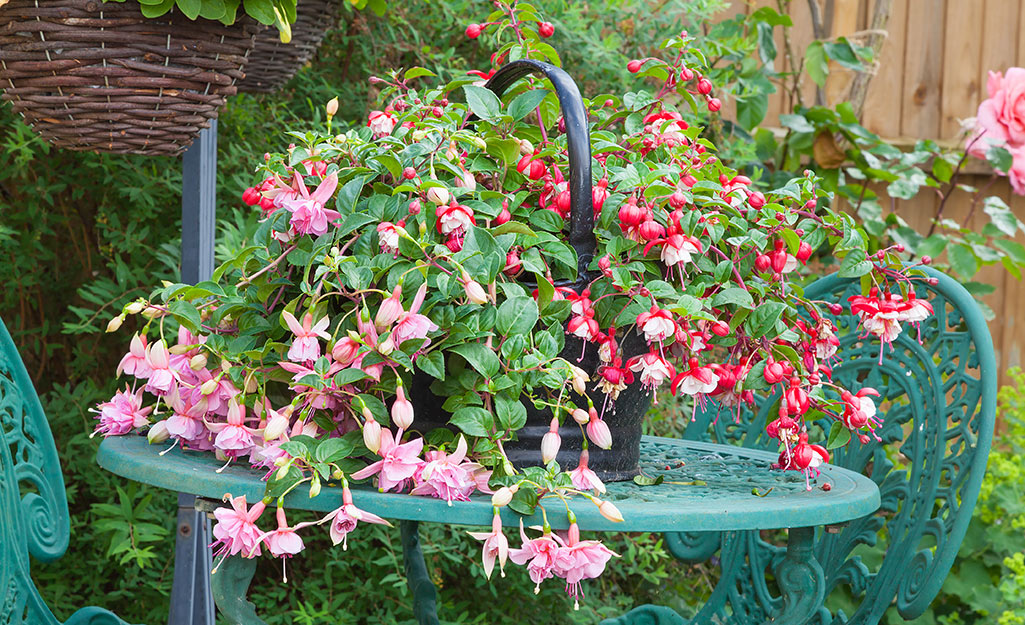 A picture of a fuchsia plant in a hanging pot.