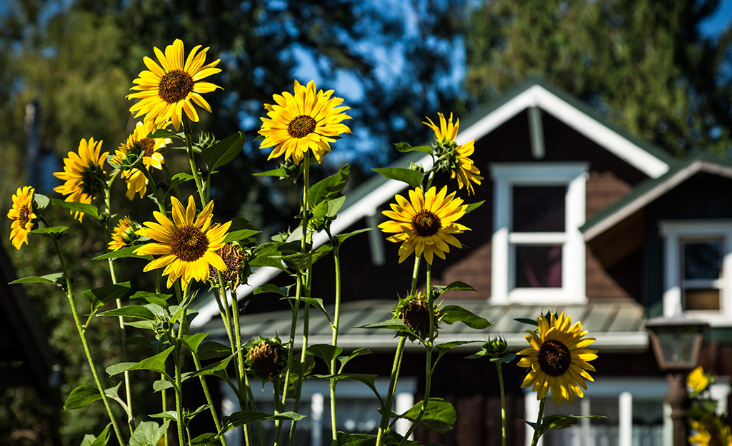 A picture of sunflowers in a garden.
