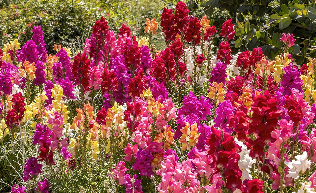 A picture of snapdragons in a garden.