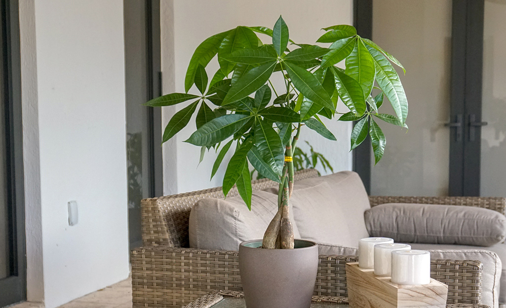 A potted Money Tree plant next to a couch in a room.