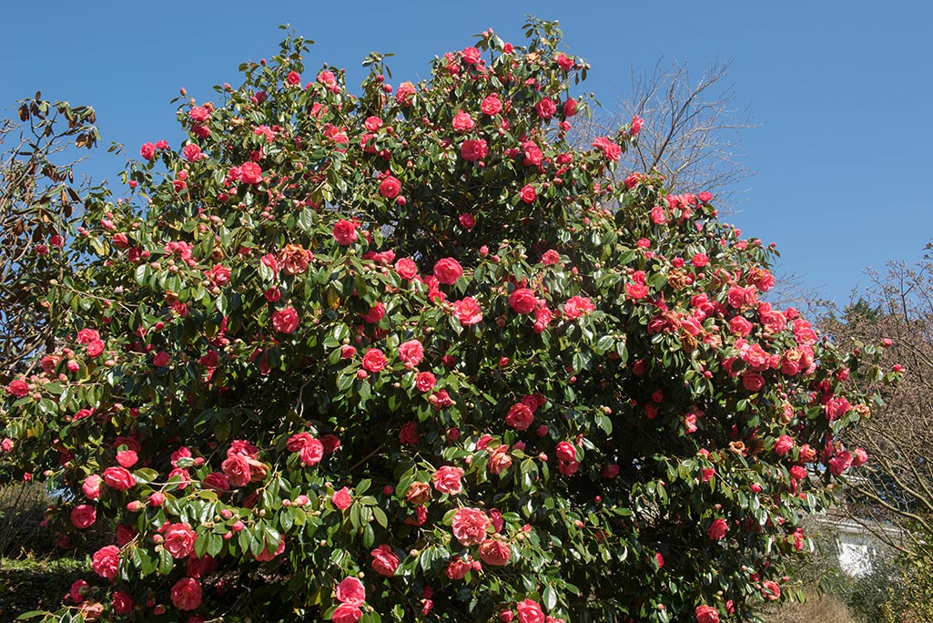 A picture of camellias in bloom in a garden.