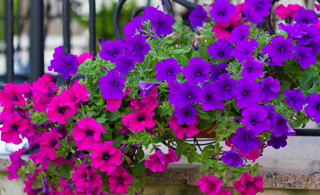 A picture of petunias in a house planter.