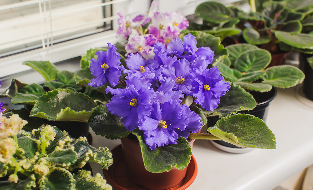 A picture of an African violet on a window sill.