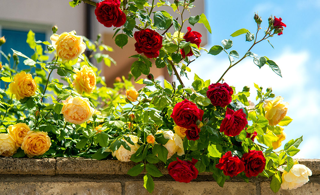 A picture of yellow and red roses in a planter.