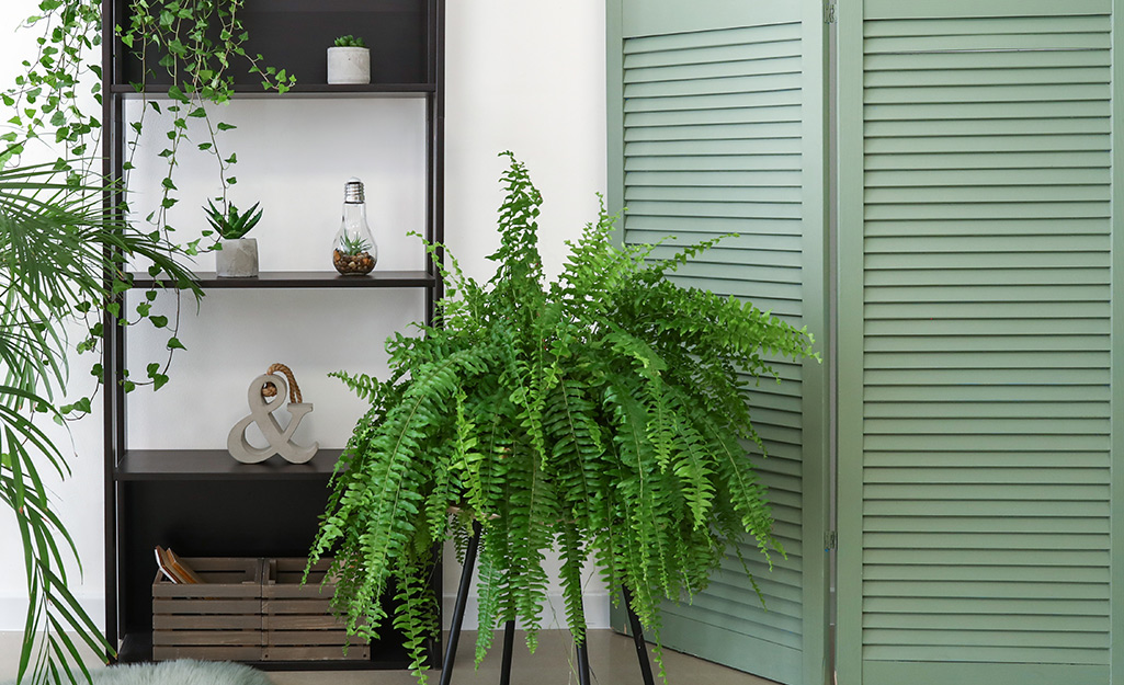 A picture of a fern in a room near a bookcase.
