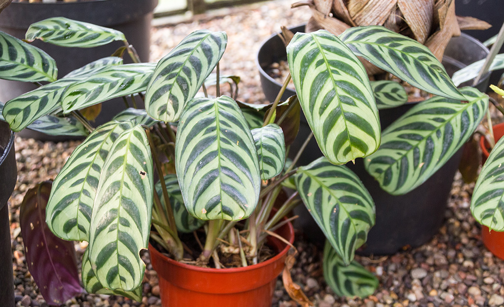 A picture of a prayer plant in a garden.