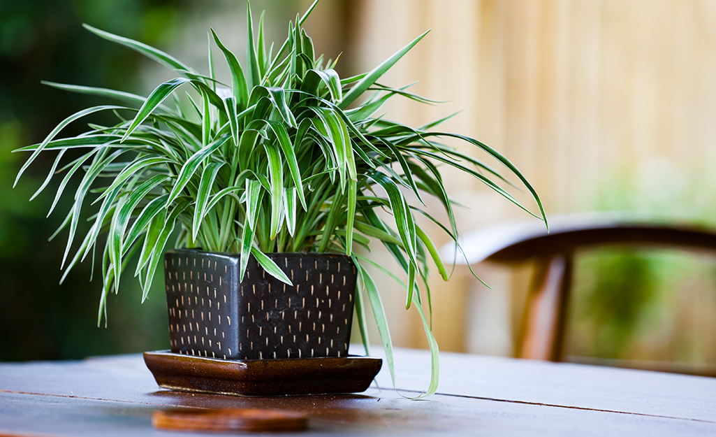 A picture of a potted spider plant on a table.